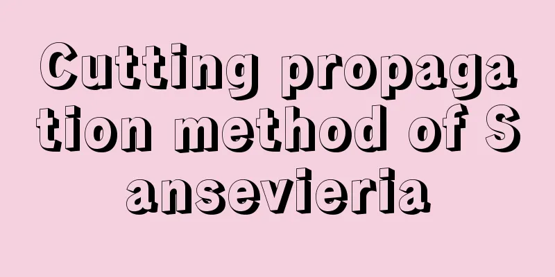 Cutting propagation method of Sansevieria