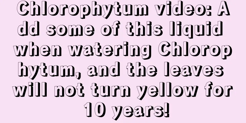 Chlorophytum video: Add some of this liquid when watering Chlorophytum, and the leaves will not turn yellow for 10 years!