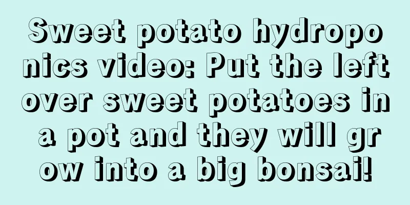 Sweet potato hydroponics video: Put the leftover sweet potatoes in a pot and they will grow into a big bonsai!