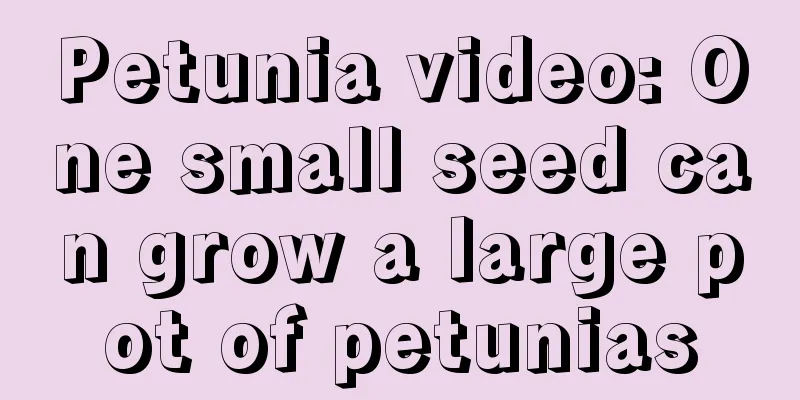 Petunia video: One small seed can grow a large pot of petunias