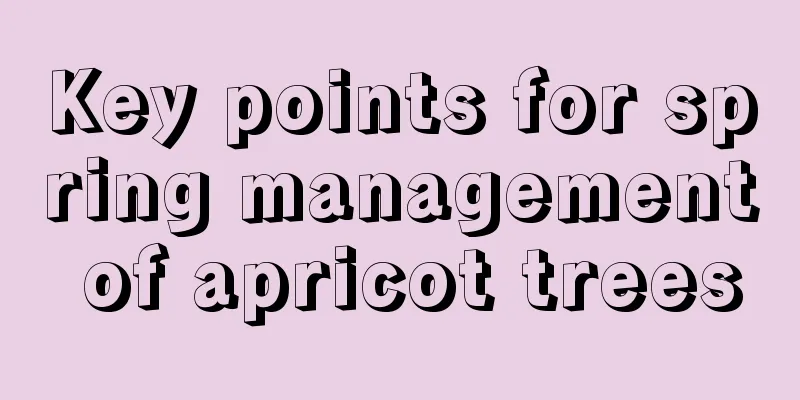 Key points for spring management of apricot trees