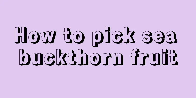 How to pick sea buckthorn fruit