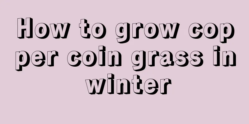 How to grow copper coin grass in winter