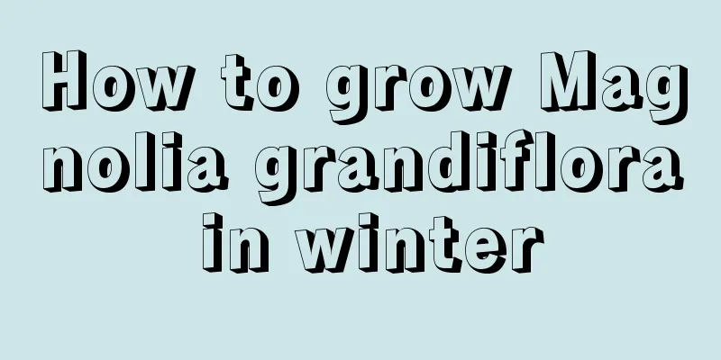 How to grow Magnolia grandiflora in winter