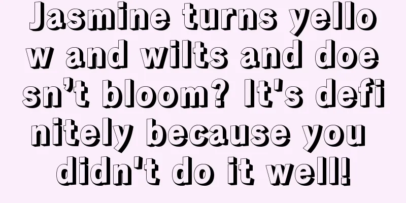 Jasmine turns yellow and wilts and doesn’t bloom? It's definitely because you didn't do it well!