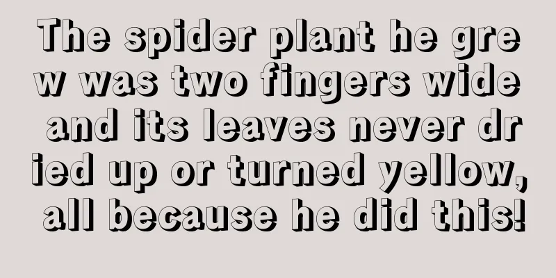 The spider plant he grew was two fingers wide and its leaves never dried up or turned yellow, all because he did this!