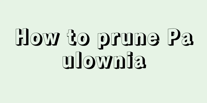 How to prune Paulownia