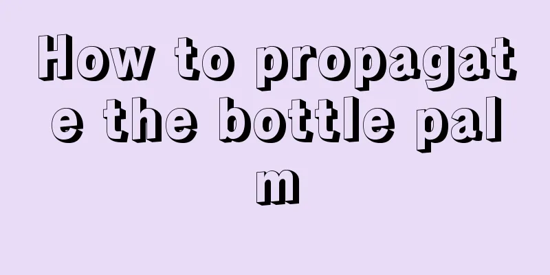 How to propagate the bottle palm