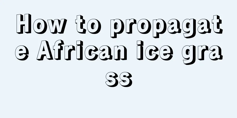 How to propagate African ice grass