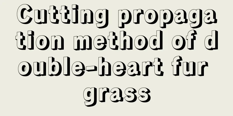 Cutting propagation method of double-heart fur grass