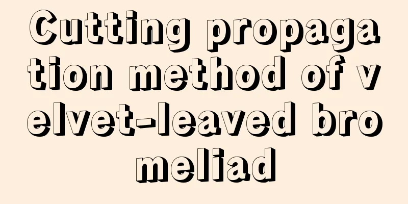 Cutting propagation method of velvet-leaved bromeliad