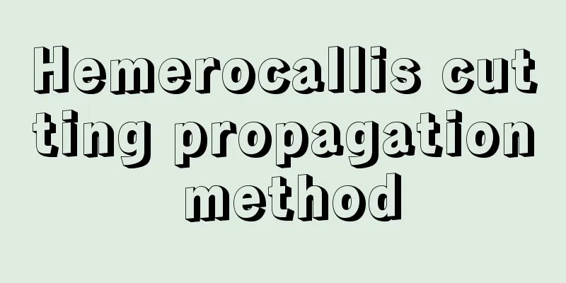 Hemerocallis cutting propagation method