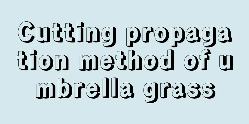 Cutting propagation method of umbrella grass