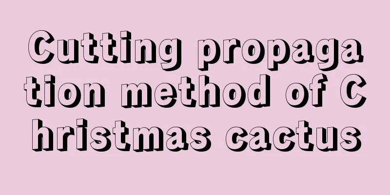 Cutting propagation method of Christmas cactus