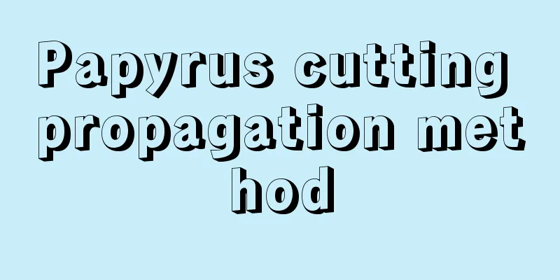 Papyrus cutting propagation method