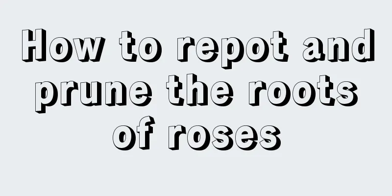 How to repot and prune the roots of roses