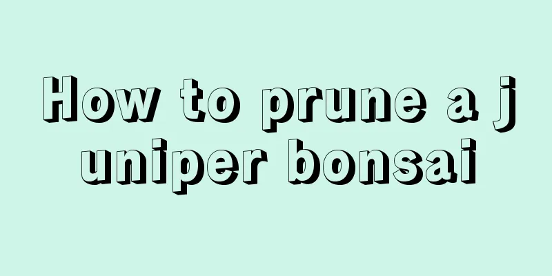 How to prune a juniper bonsai