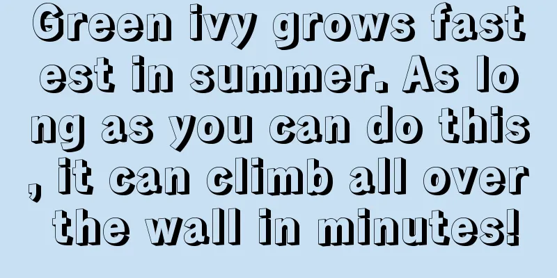 Green ivy grows fastest in summer. As long as you can do this, it can climb all over the wall in minutes!