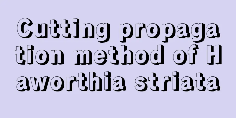 Cutting propagation method of Haworthia striata