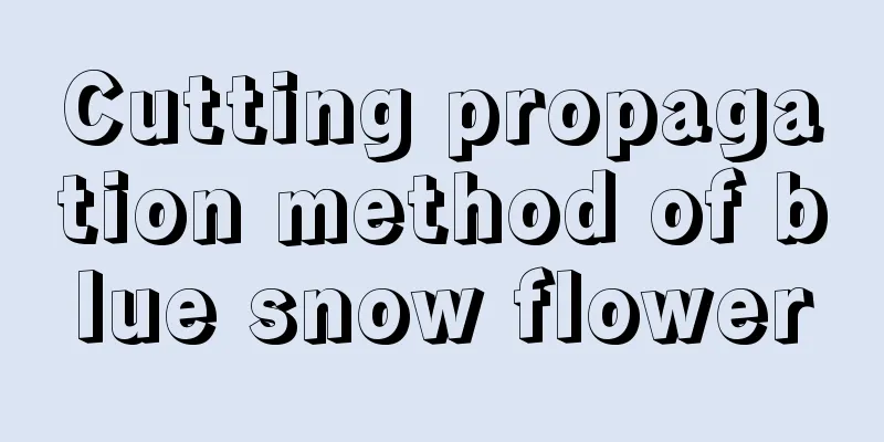 Cutting propagation method of blue snow flower