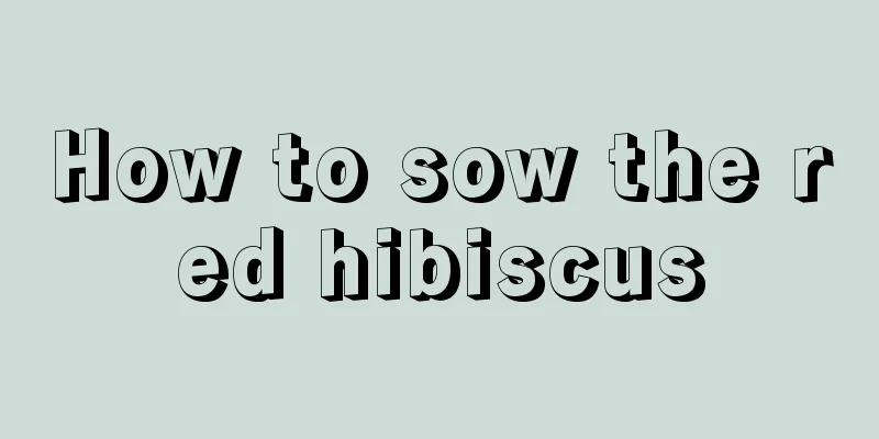 How to sow the red hibiscus