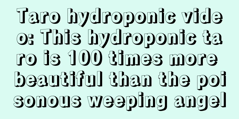 Taro hydroponic video: This hydroponic taro is 100 times more beautiful than the poisonous weeping angel