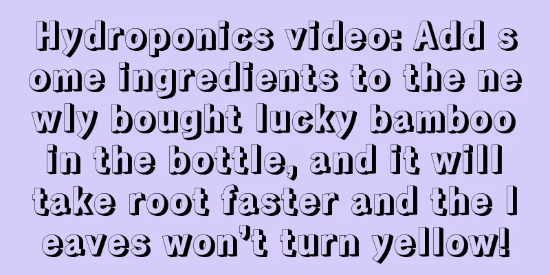 Hydroponics video: Add some ingredients to the newly bought lucky bamboo in the bottle, and it will take root faster and the leaves won’t turn yellow!