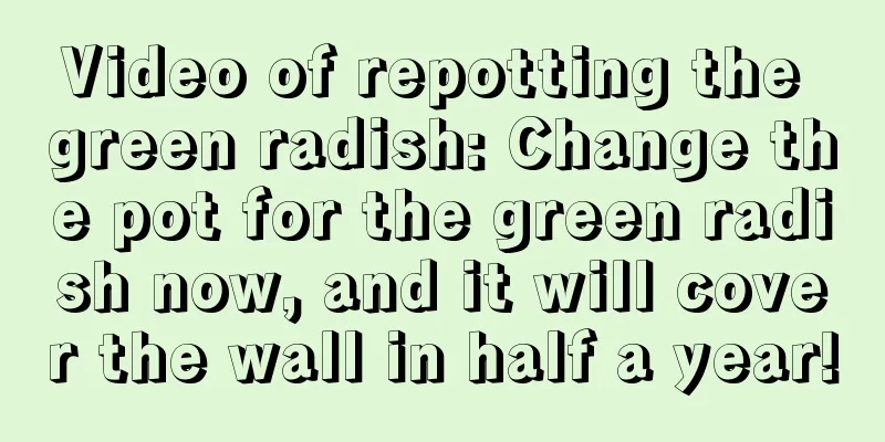 Video of repotting the green radish: Change the pot for the green radish now, and it will cover the wall in half a year!