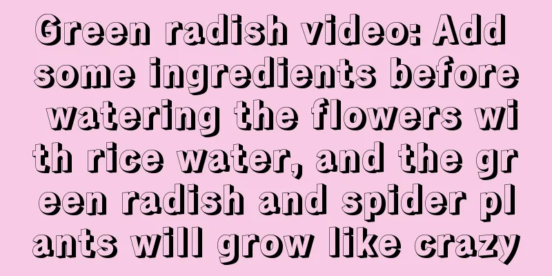 Green radish video: Add some ingredients before watering the flowers with rice water, and the green radish and spider plants will grow like crazy