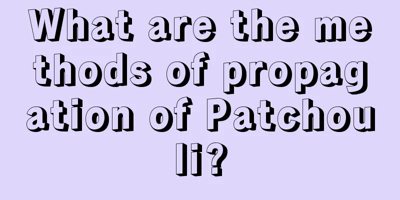 What are the methods of propagation of Patchouli?