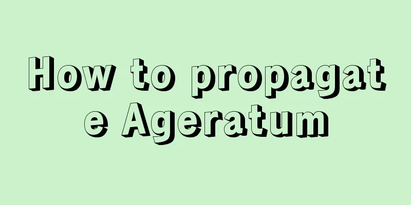 How to propagate Ageratum