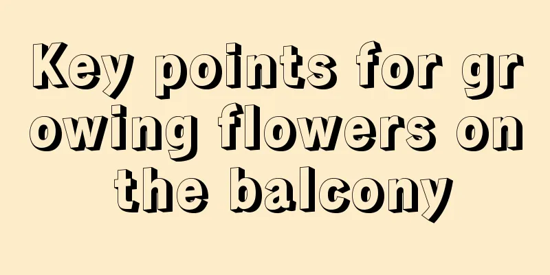 Key points for growing flowers on the balcony