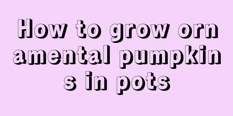 How to grow ornamental pumpkins in pots