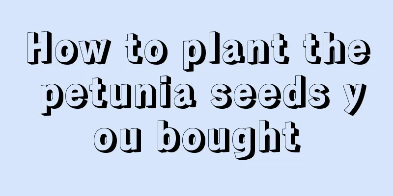 How to plant the petunia seeds you bought