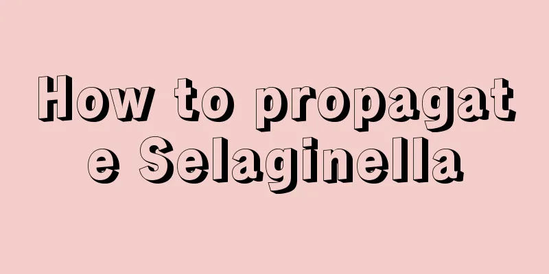 How to propagate Selaginella