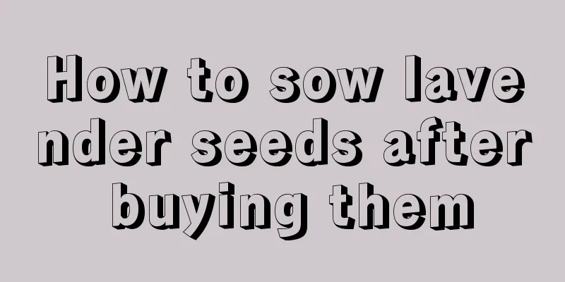 How to sow lavender seeds after buying them