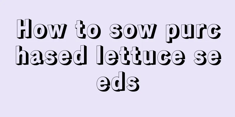 How to sow purchased lettuce seeds