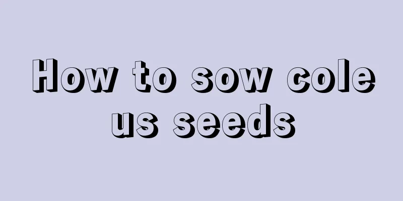 How to sow coleus seeds