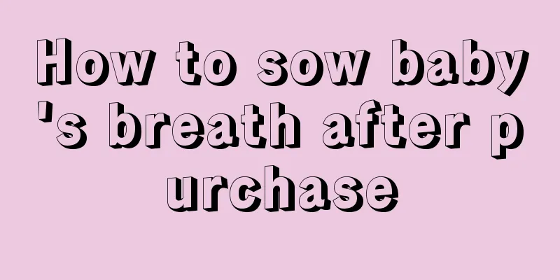 How to sow baby's breath after purchase