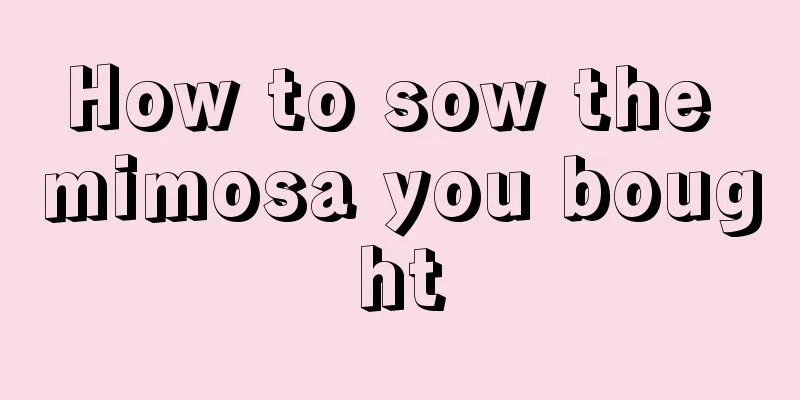 How to sow the mimosa you bought