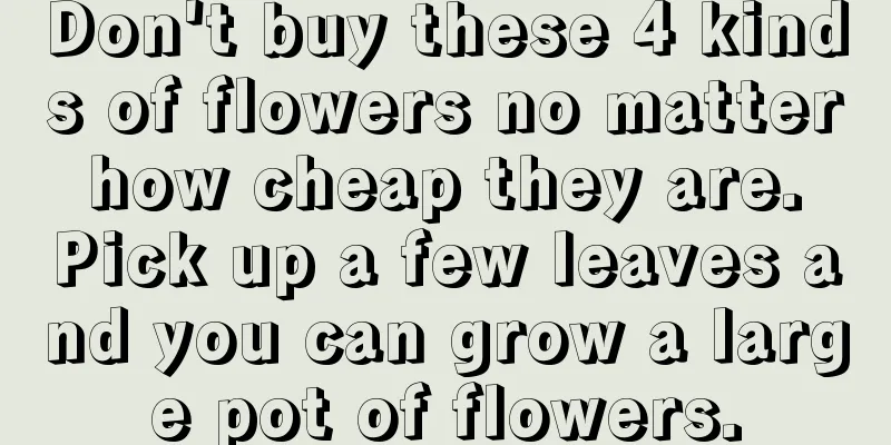 Don't buy these 4 kinds of flowers no matter how cheap they are. Pick up a few leaves and you can grow a large pot of flowers.