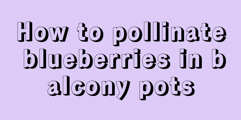 How to pollinate blueberries in balcony pots