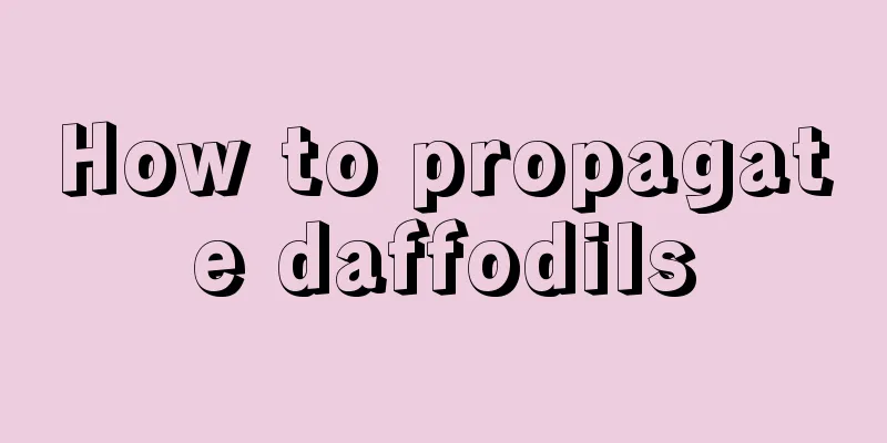 How to propagate daffodils