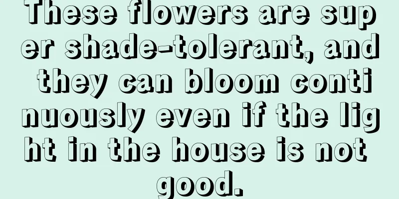 These flowers are super shade-tolerant, and they can bloom continuously even if the light in the house is not good.