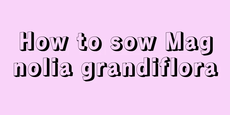 How to sow Magnolia grandiflora