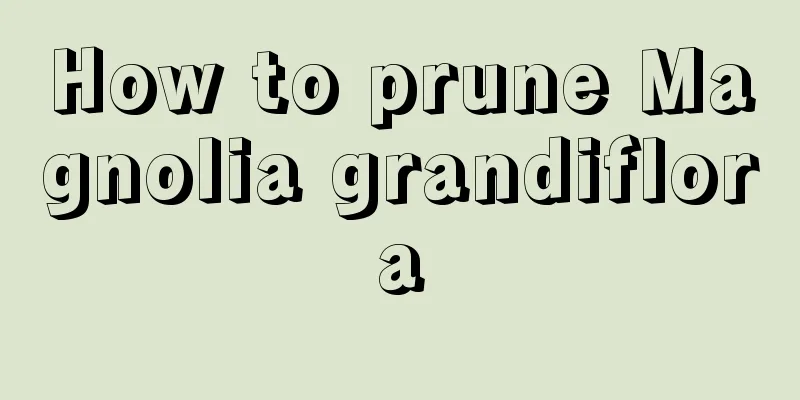 How to prune Magnolia grandiflora