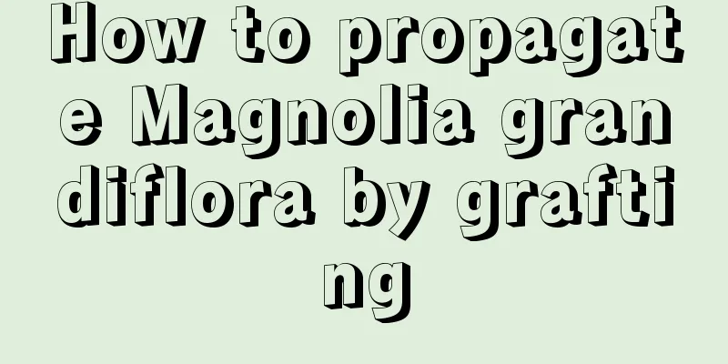 How to propagate Magnolia grandiflora by grafting