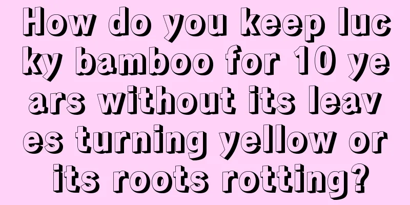 How do you keep lucky bamboo for 10 years without its leaves turning yellow or its roots rotting?