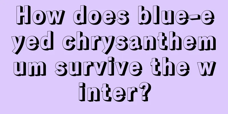 How does blue-eyed chrysanthemum survive the winter?