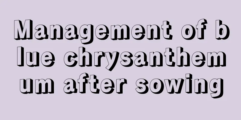 Management of blue chrysanthemum after sowing